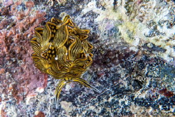 Cyerce nigra, a special nudibranch from Romblon, Philippi... by Qunyi Zhang 